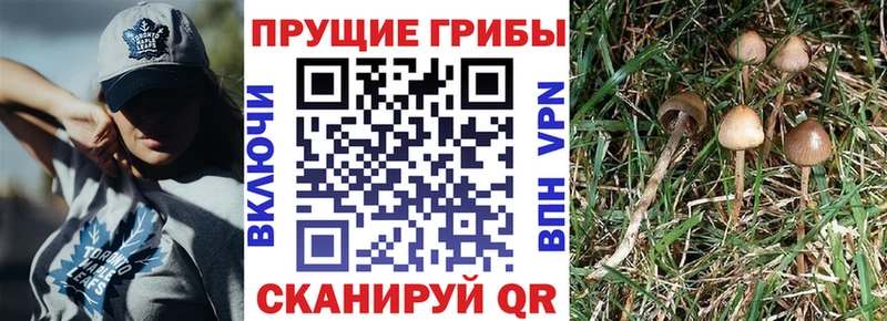 где продают наркотики  сайты даркнета официальный сайт  Псилоцибиновые грибы прущие грибы  Катайск 